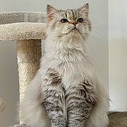 Nala a rejoint le concours — aidez-le/la à gagner de superbes lots ! abyssinian, angora, animal, cat, chair, furniture, kitten, manx, pet, siamese, white