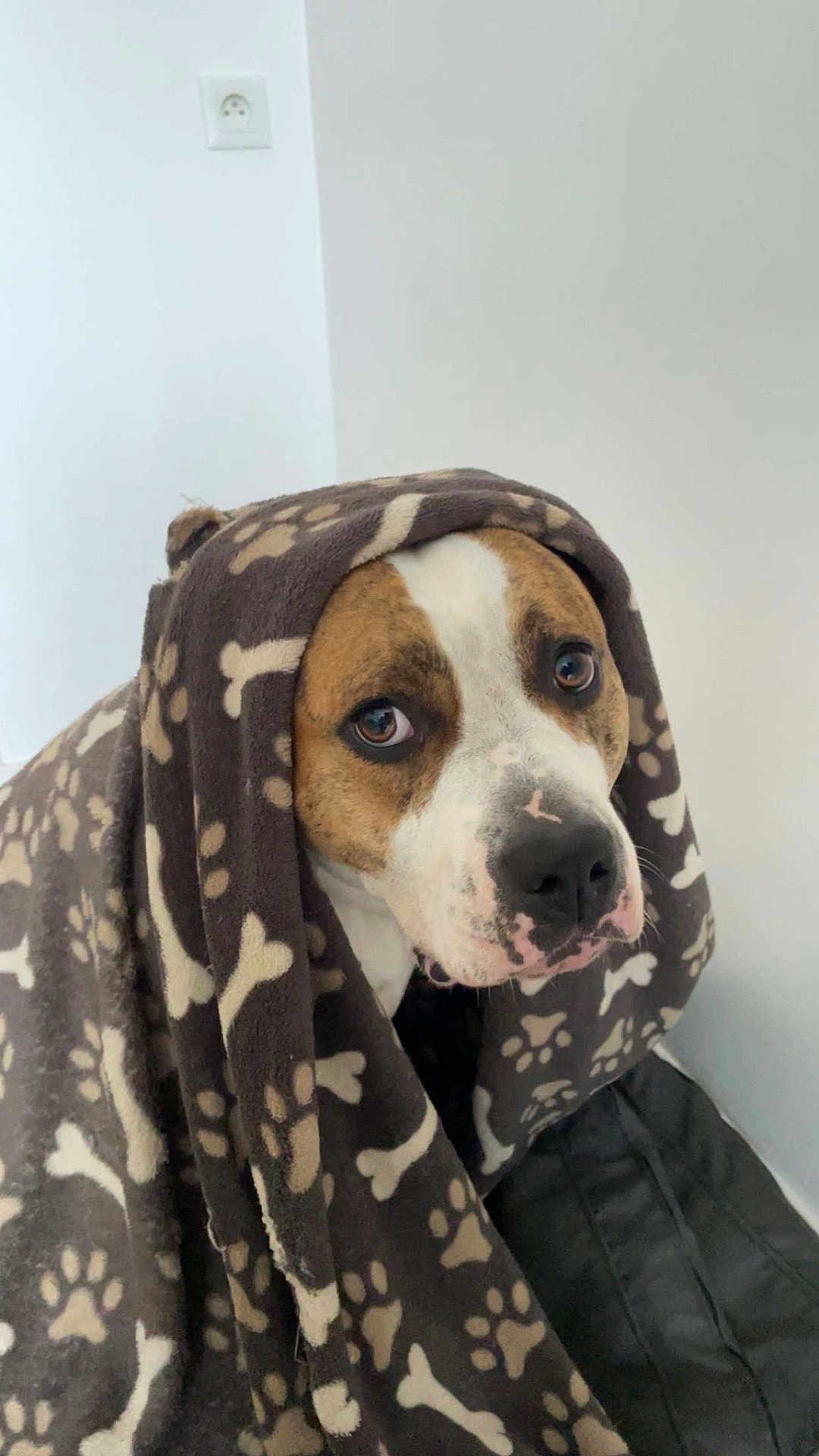 Roxy a rejoint le concours — aidez-le/la à gagner de superbes lots ! dog, blanket, brown, white, pet, indoor, cozy, animal, face, expression, cute, fur, portrait, snuggled, soft, paw_prints, bones, looking, canine, companion