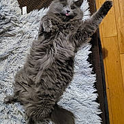 Graycie is registered to the contest to win money with this photo: animal, cat, cozy, cute, feline, floor, fluffy, funny_pose, gray_cat, indoor, lying_down, paw, pet, playful, relaxed, rug, shaggy_rug, stretching, tongue_out, wood_floor