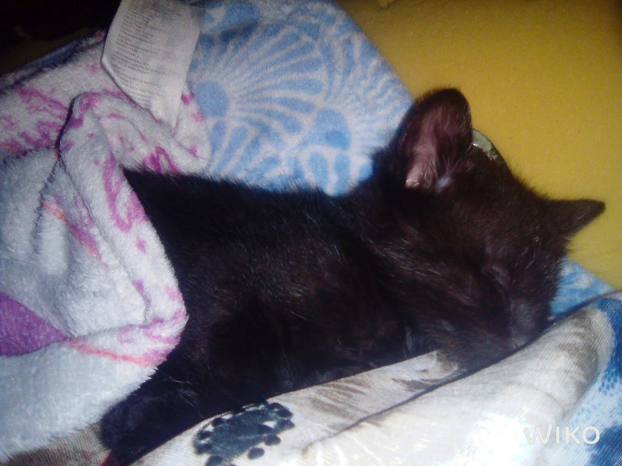 Pépita participe au concours pour gagner de l'argent avec cette photo : bed, bedding, black_cat, bombay, carnivore, cat, cat_bed, cat_supply, claw, comfort, domestic_short_haired_cat, felidae, fur, linens, nap, paw, small_to_medium_sized_cats, snout, tail, whiskers