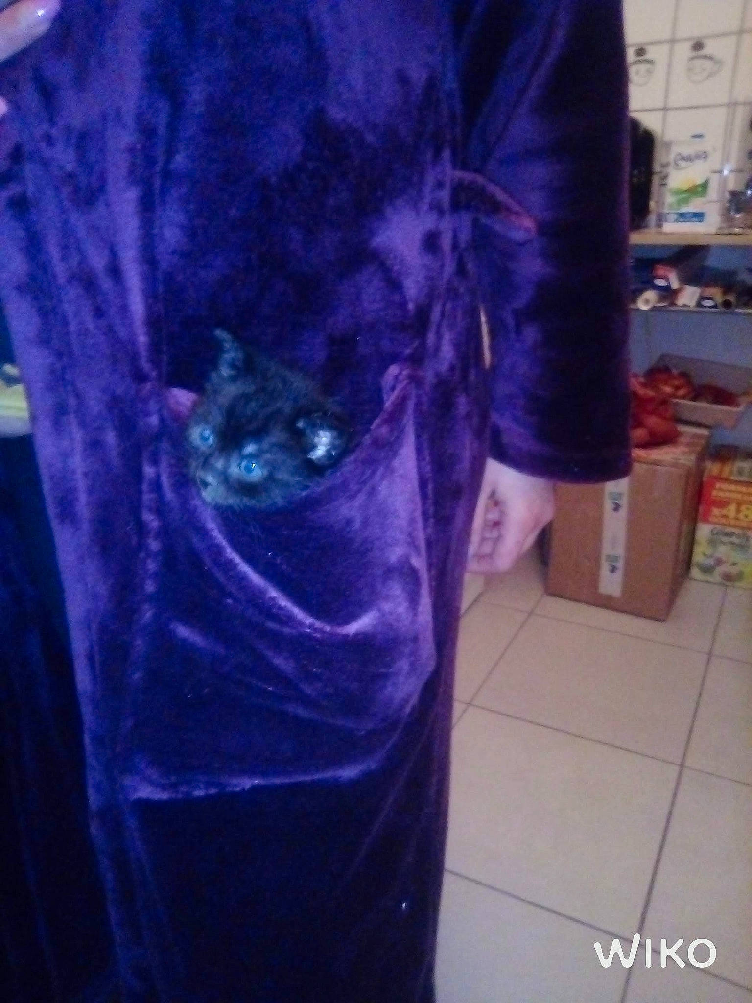 Pépita a rejoint le concours — aidez-le/la à gagner de superbes lots ! black_cat, carnivore, cat, denim, electric_blue, felidae, flooring, fur, human_leg, magenta, pattern, purple, selfie, sleeve, small_to_medium_sized_cats, sportswear, t_shirt, top, violet, whiskers