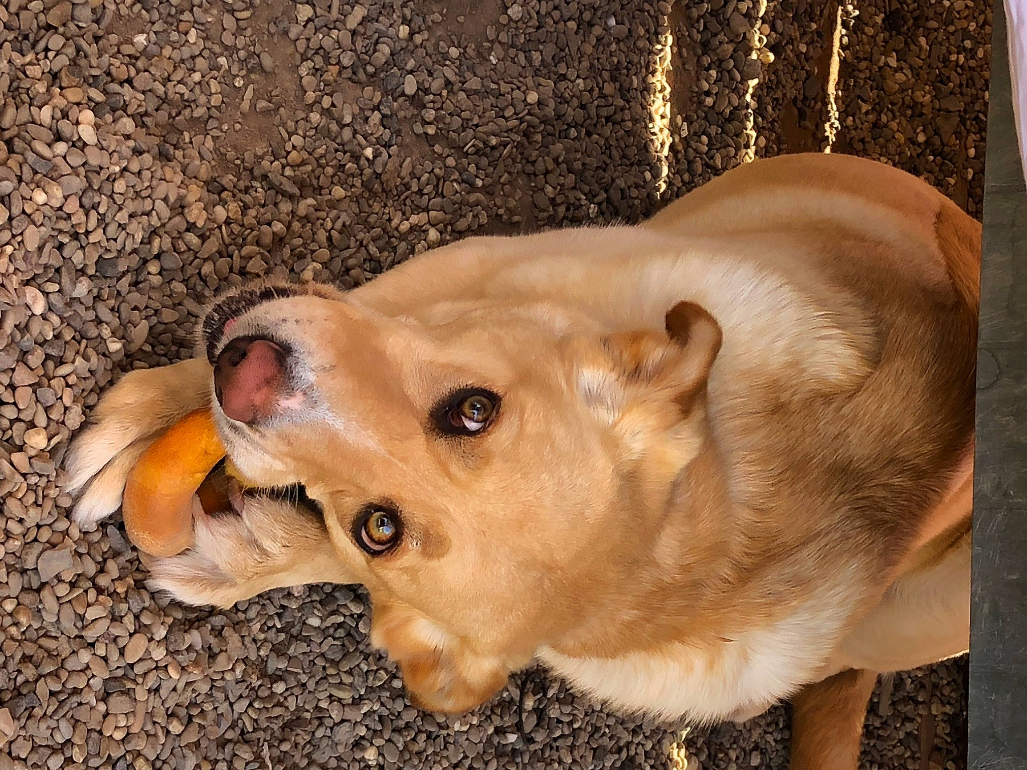 Rita participe au concours pour gagner de l'argent avec cette photo : animal_shelter, canidae, carnivore, companion_dog, dog, dog_breed, ear, fawn, fur, jaw, liver, non_sporting_group, paw, pet_supply, snout, sporting_group, terrestrial_animal, whiskers, working_animal