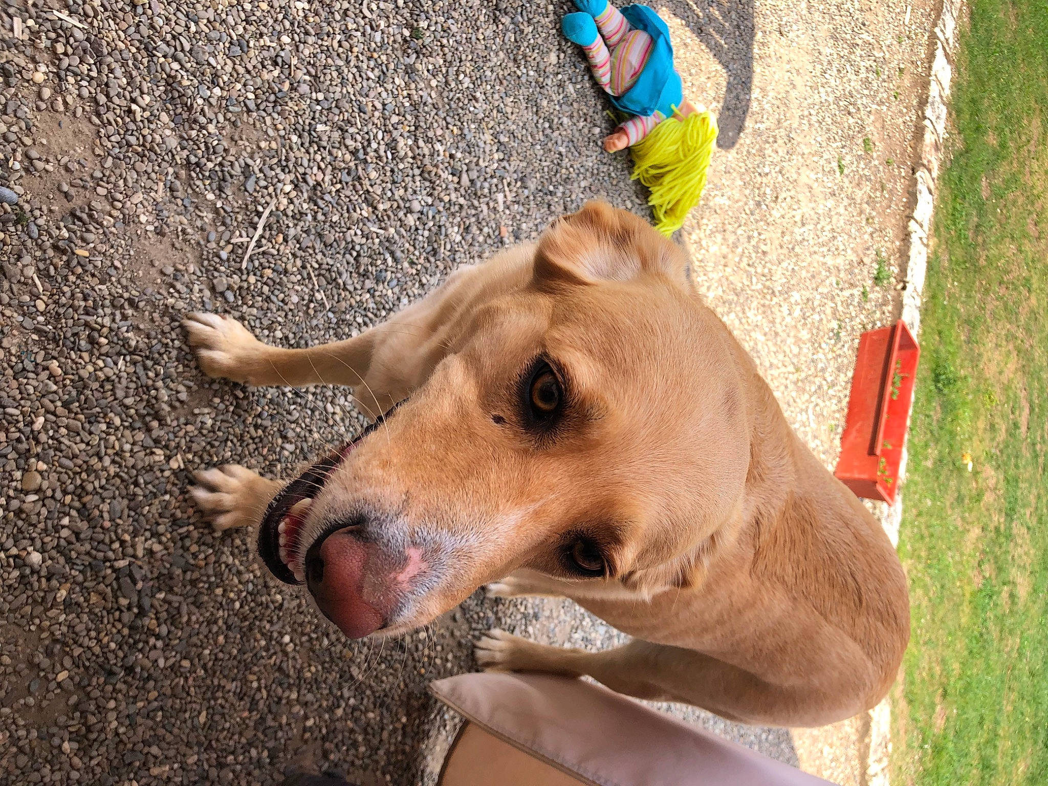 Rita participe au concours pour gagner de l'argent avec cette photo : canidae, cap, carnivore, collar, companion_dog, dog, dog_breed, dog_clothes, dog_collar, dog_supply, fashion_accessory, fawn, grass, hat, leash, pet_supply, snout, sporting_group, street_dog, working_animal