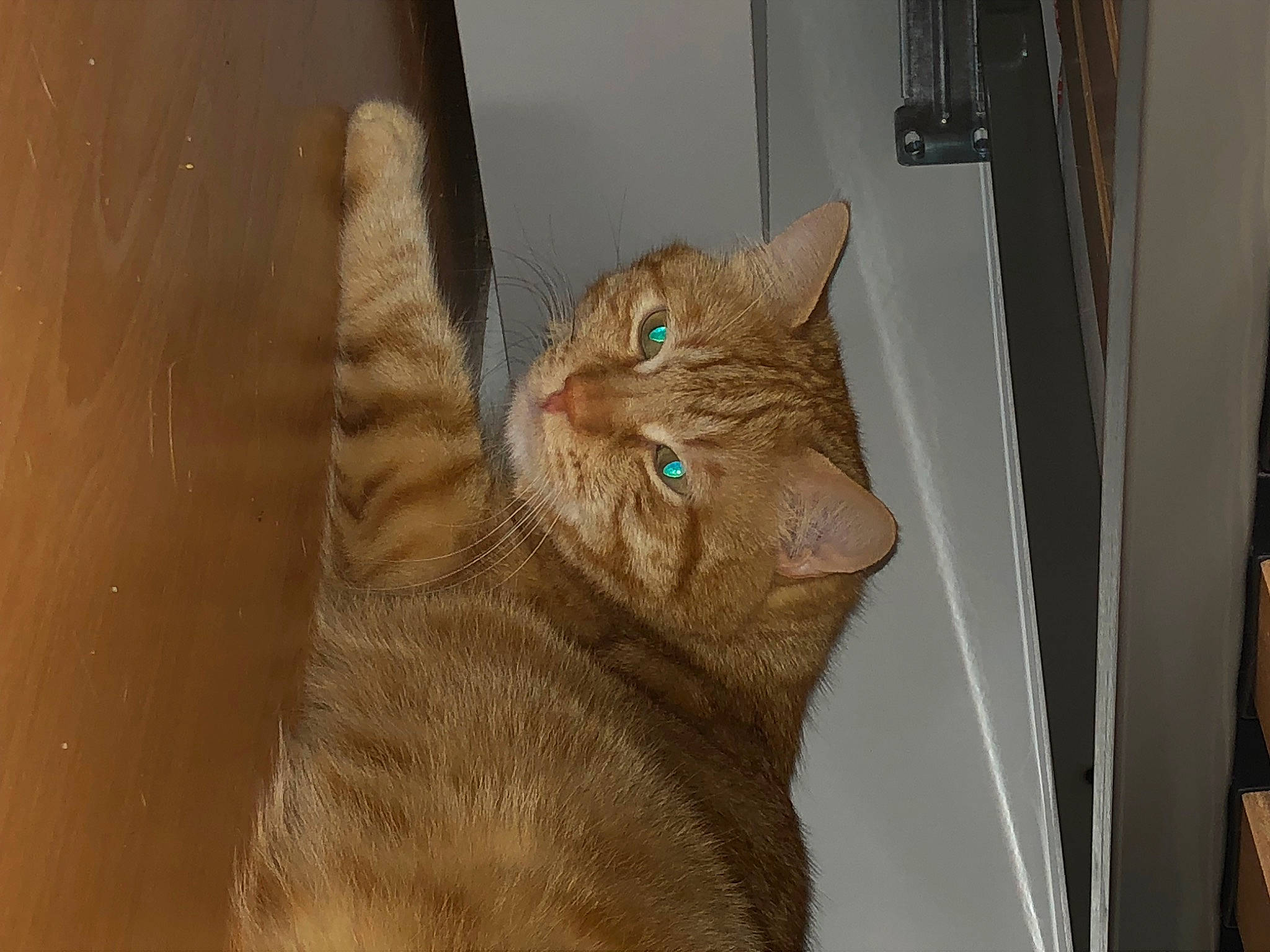 Bouba a rejoint le concours — aidez-le/la à gagner de superbes lots ! brown, carnivore, cat, cat_supply, domestic_short_haired_cat, fawn, felidae, flooring, fur, hardwood, small_to_medium_sized_cats, snout, tail, terrestrial_animal, whiskers, window, wood