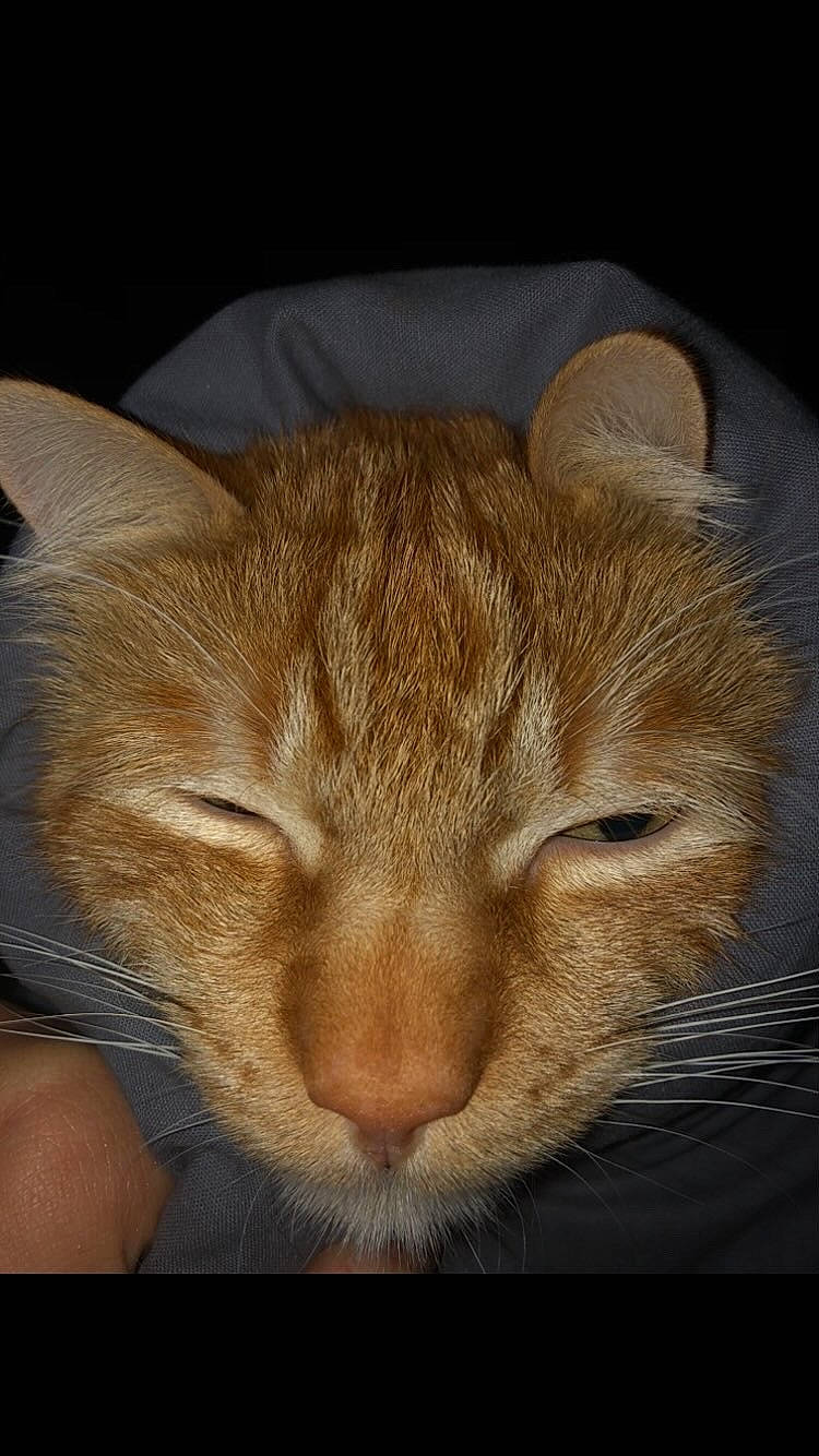 Bouba a rejoint le concours — aidez-le/la à gagner de superbes lots ! carnivore, cat, comfort, domestic_short_haired_cat, ear, eye, fawn, felidae, fur, hair, head, nap, natural_material, sleep, small_to_medium_sized_cats, snout, tail, terrestrial_animal, whiskers, wood