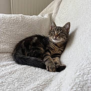Ayko participe au concours pour gagner de l'argent avec cette photo : kitten, cat, tabby, pet, animal, feline, fur, whiskers, ears, eyes, paw, tail, blanket, white, soft, cozy, indoor, resting, cute, young