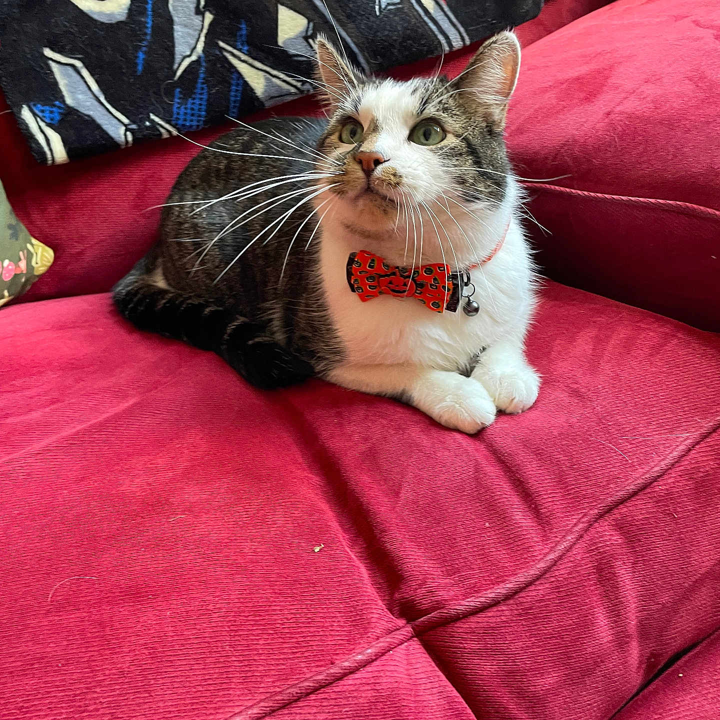 Prismo Fiddlesticks joined the competition — help win amazing prizes! bow_tie, cat, collar, couch, cozy, curious, cute, domestic_animal, feline, halloween_theme, household, indoor, pet, plush, red_couch, relaxed, resting, tabby, whiskers, white_cat
