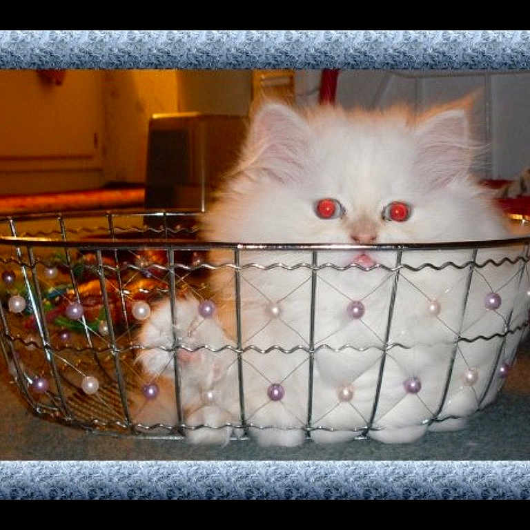 Sky is registered to the contest to win money with this photo: british_longhair, carnivore, cat, felidae, khao_manee, kitten, photo_caption, ragdoll, small_to_medium_sized_cats, turkish_angora, turkish_van, whiskers