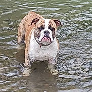 Ubbe participe au concours pour gagner de l'argent avec cette photo : bulldog, dog, water, standing, animal, pet, river, outdoor, nature, canine, mammal, brown, white, fur, collar, shallow_water, ripples, portrait, wet, looking