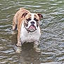 bulldog, dog, water, standing, animal, pet, river, outdoor, nature, canine, mammal, brown, white, fur, collar, shallow_water, ripples, portrait, wet, looking
