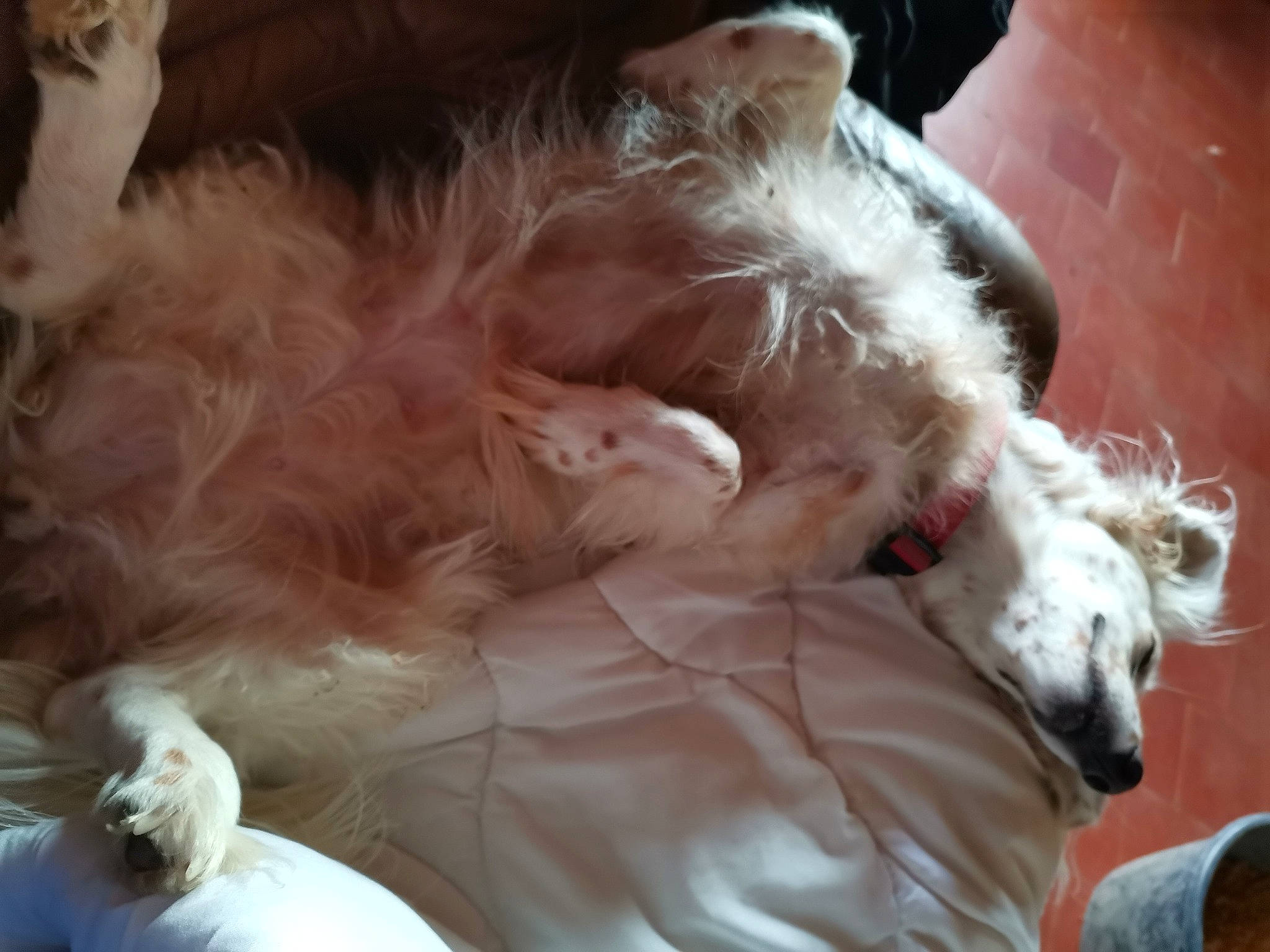 Choupette participe au concours pour gagner de l'argent avec cette photo : borzoi, canidae, carnivore, companion_dog, dog, dog_breed, mammal, setter, silken_windhound, sporting_group, vertebrate