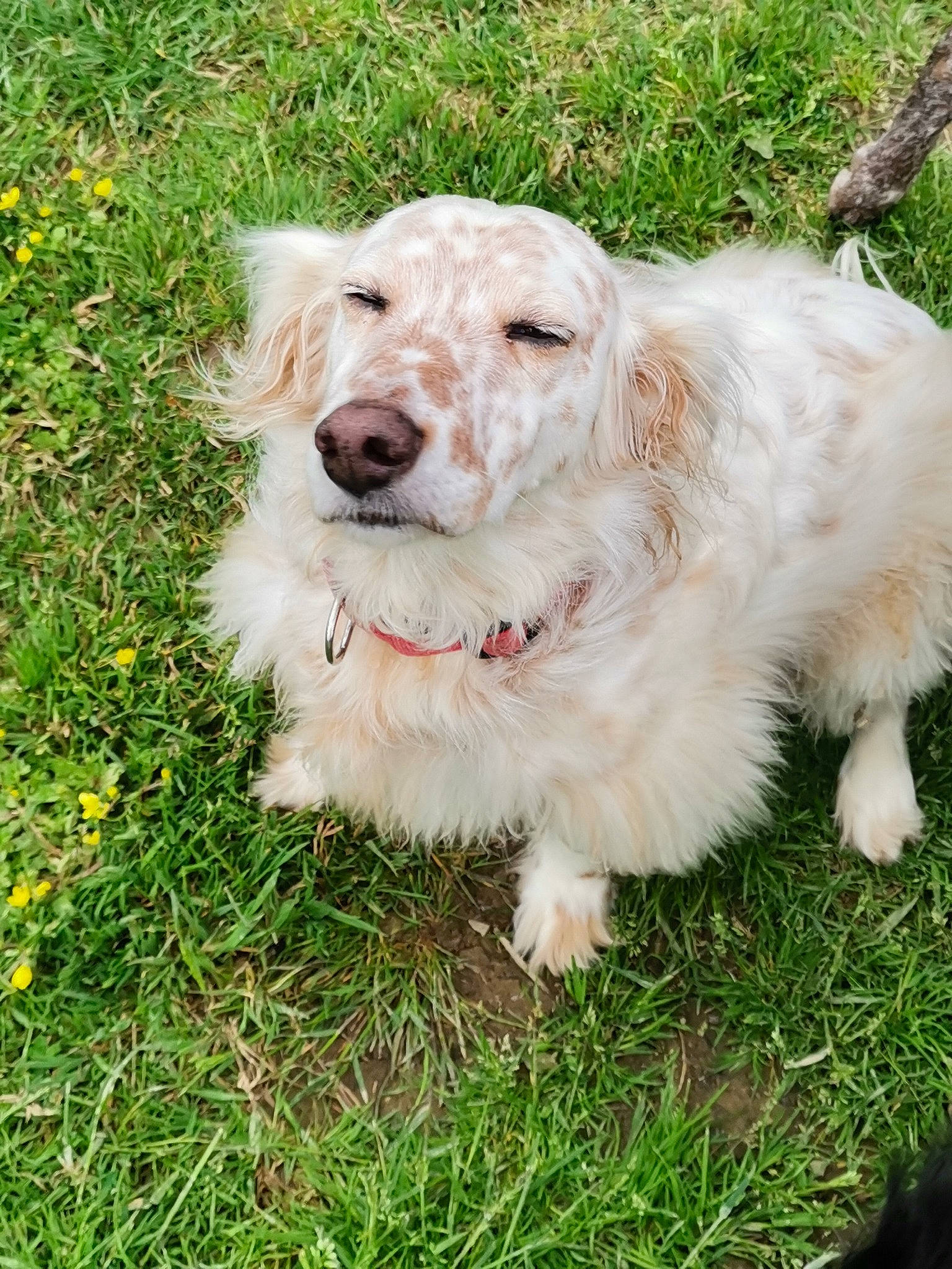 Choupette participe au concours pour gagner de l'argent avec cette photo : briquet_griffon_vendeen, canidae, carnivore, cockapoo, companion_dog, dog, dog_breed, golden_retriever, goldendoodle, grand_basset_griffon_vendeen, grass, hunting_dog, istrian_coarse_haired_hound, mammal, petit_basset_griffon_vendeen, rare_breed_dog, retriever, sporting_group, terrier, vertebrate