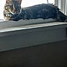 Heidi joined the competition — help win amazing prizes! cat, tabby_cat, window, window_sill, indoor, animal, pet, feline, fur, striped, relaxed, resting, side_view, natural_light, domestic_cat, whiskers, ears, calm, house, quiet