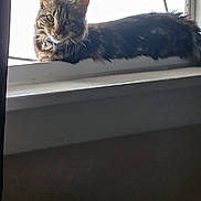 Heidi joined the competition — help win amazing prizes! cat, tabby, windowsill, indoor, pet, feline, backlit, daylight, curious, animal, domestic, resting, window, silhouette, whiskers, ears, collar, relaxed, fur, side_view