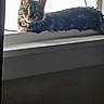 cat, tabby, windowsill, indoor, pet, feline, backlit, daylight, curious, animal, domestic, resting, window, silhouette, whiskers, ears, collar, relaxed, fur, side_view