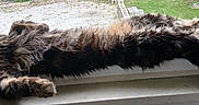 Heidi joined the competition — help win amazing prizes! cat, tabby, fluffy, stretching, windowsill, window, relaxed, outdoor, greenery, feline, pet, animal, fur, resting, long, domestic_cat, whiskers, claws, nature, daylight