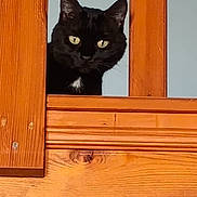 Kuro participe au concours pour gagner de l'argent avec cette photo : cat, black_cat, wooden_door, curious, peeking, yellow_eyes, pet, animal, indoors, feline, close_up, door_slats, wood_texture, watchful, quiet, mysterious, portrait, looking, alert, cute