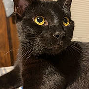 Negro joined the competition — help win amazing prizes! black_cat, cat, yellow_eyes, close_up, indoor, wood_paneling, window_blind, relaxed, pet, animal, fur, whiskers, face, looking_away, domestic_cat, cute, feline, portrait, home, resting