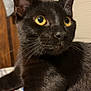 black_cat, cat, yellow_eyes, close_up, indoor, wood_paneling, window_blind, relaxed, pet, animal, fur, whiskers, face, looking_away, domestic_cat, cute, feline, portrait, home, resting