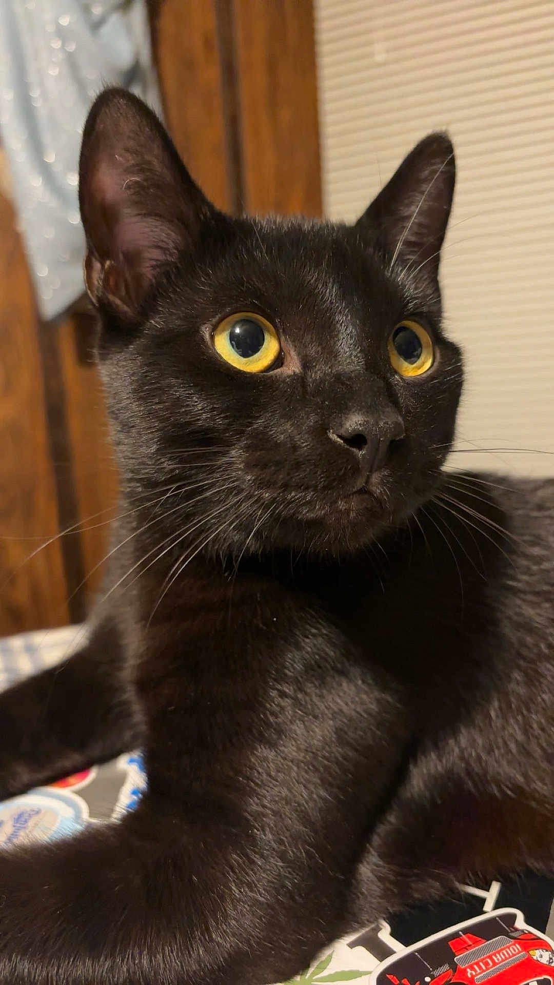 Negro