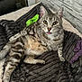 Simba participe au concours pour gagner de l'argent avec cette photo : cat, tabby, pet, indoor, blanket, toy, window, wall, stone_wall, tongue_out, cute, feline, resting, domestic_animal, striped, fur, playful, cozy, relaxed, animal