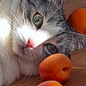 Vanille a rejoint le concours — aidez-le/la à gagner de superbes lots ! apricots, cat, close_up, colorful, curious, domestic_animal, feline, fruit, green_eyes, indoor, pet, pink_nose, portrait, relaxed, shadow, soft_light, still_life, sunlight, table, wooden_surface