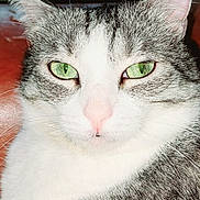 Vanille a rejoint le concours — aidez-le/la à gagner de superbes lots ! cat, close_up, green_eyes, white_fur, grey_fur, pet, animal, whiskers, face, ears, pink_nose, domestic_cat, feline, portrait, looking_at_camera, indoor, cute, calm, fur_texture, mammal