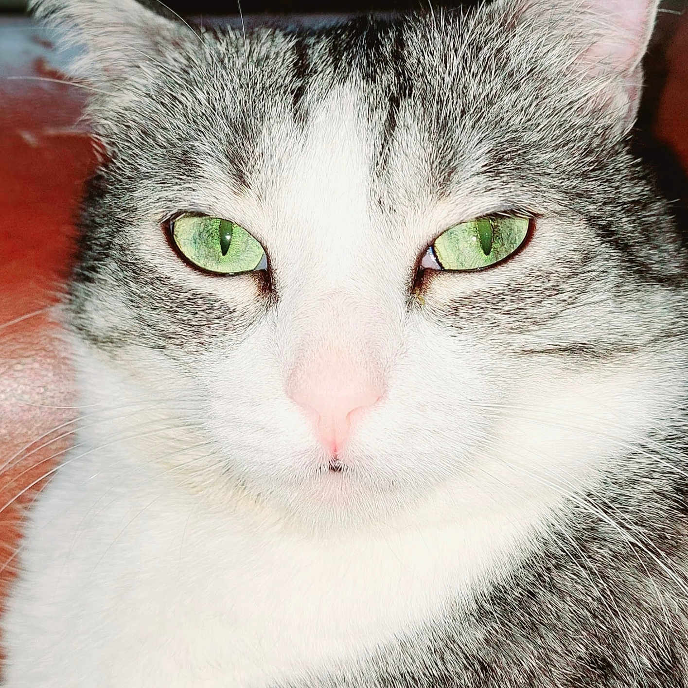 Vanille a rejoint le concours — aidez-le/la à gagner de superbes lots ! animal, calm, cat, close_up, cute, domestic_cat, ears, face, feline, fur_texture, green_eyes, grey_fur, indoor, looking_at_camera, mammal, pet, pink_nose, portrait, whiskers, white_fur