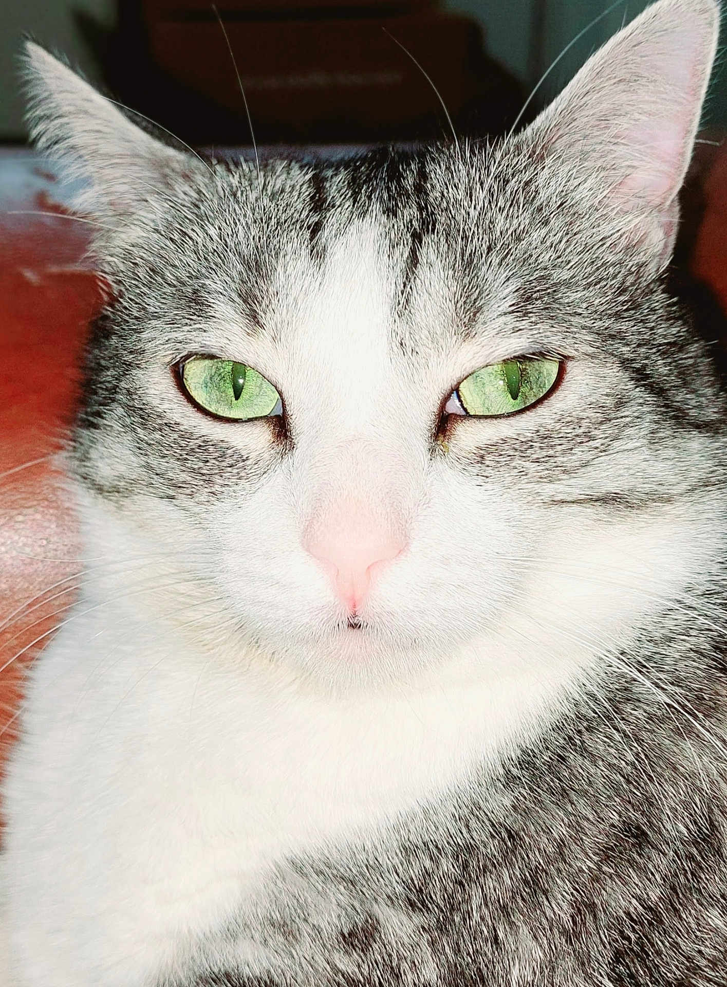 Vanille a rejoint le concours — aidez-le/la à gagner de superbes lots ! cat, close_up, green_eyes, white_fur, grey_fur, pet, animal, whiskers, face, ears, pink_nose, domestic_cat, feline, portrait, looking_at_camera, indoor, cute, calm, fur_texture, mammal