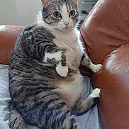 Vanille a rejoint le concours — aidez-le/la à gagner de superbes lots ! animal, cat, couch, cozy, cute, domestic_animal, feline, fur, furniture, green_eyes, home, indoor, leather, mammal, pet, plush, relaxed, sitting, tabby_cat, whiskers