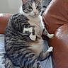 animal, cat, couch, cozy, cute, domestic_animal, feline, fur, furniture, green_eyes, home, indoor, leather, mammal, pet, plush, relaxed, sitting, tabby_cat, whiskers