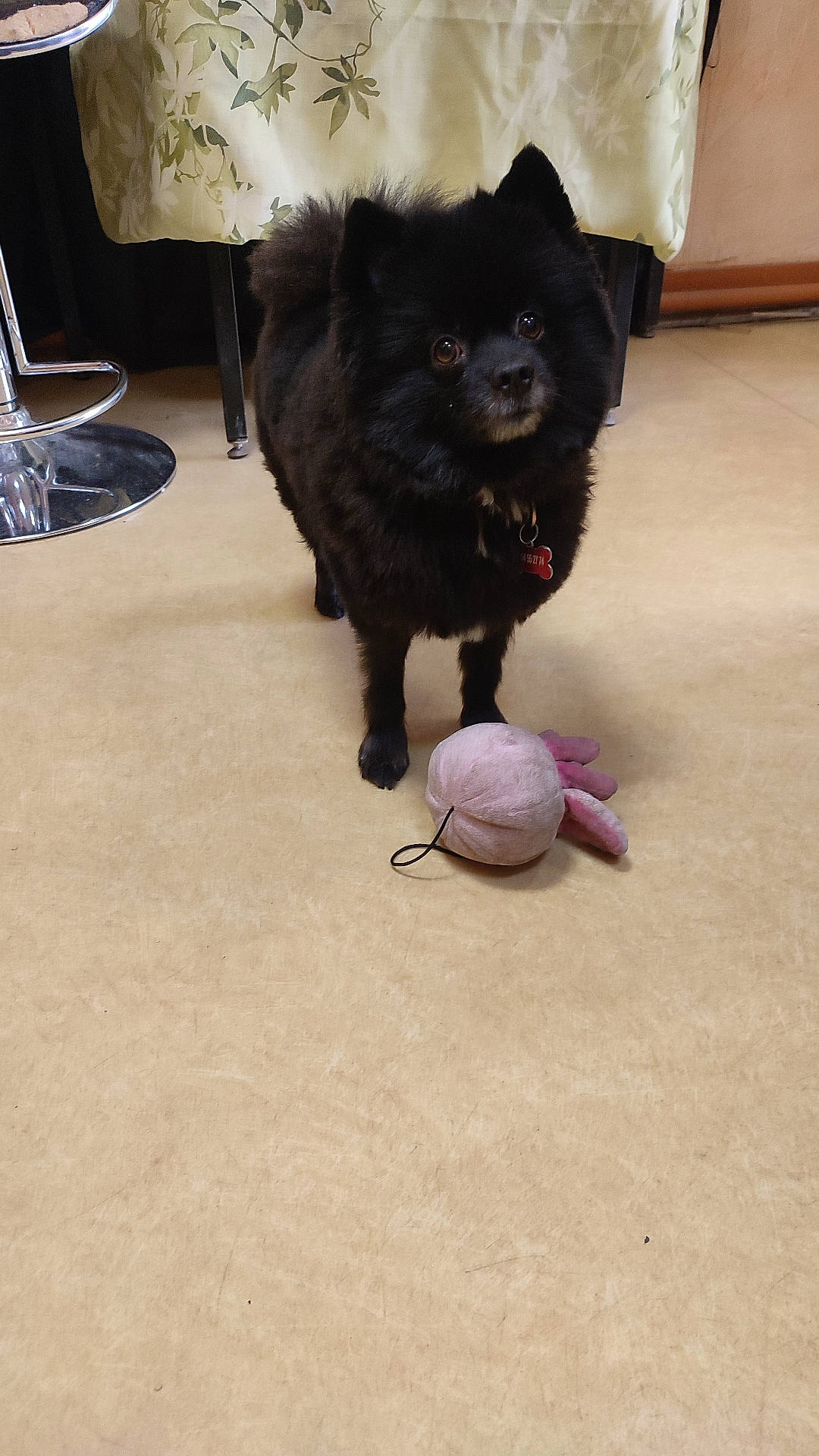 Orion a rejoint le concours — aidez-le/la à gagner de superbes lots ! affenpinscher, animal, canine, cat, chow, couch, dog, furniture, glass, goblet, hardwood, homedecor, lamp, linen, pet, plywood, puppy, sink, sphere, wood