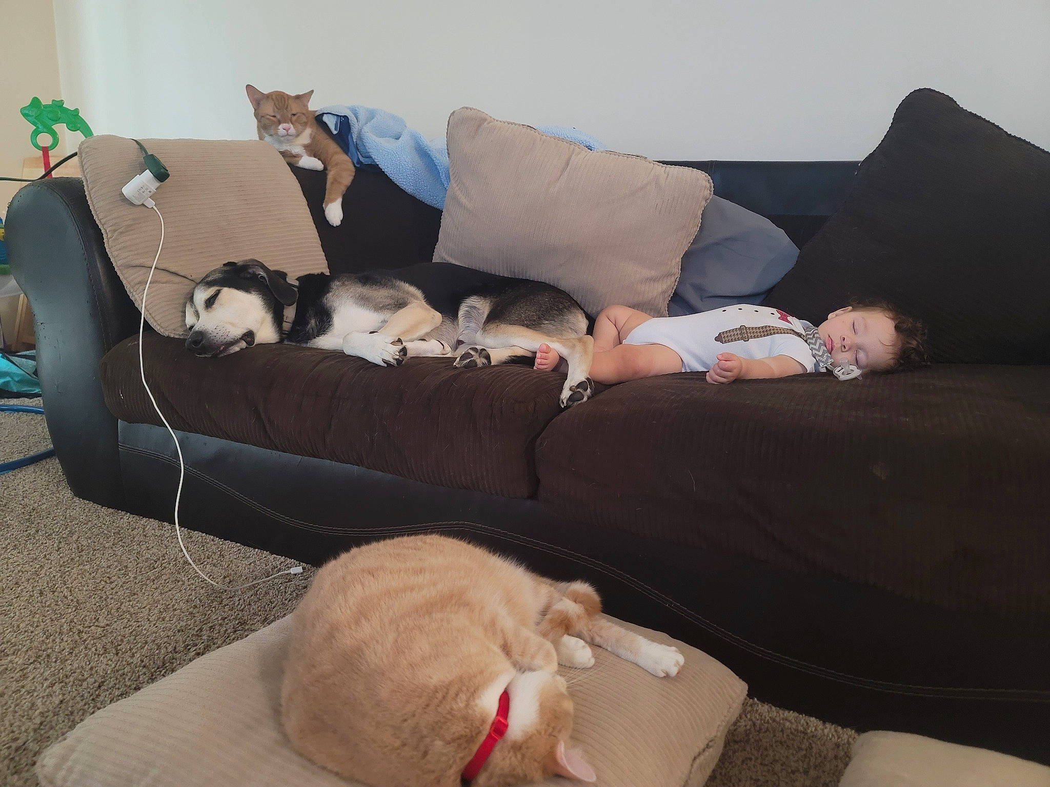 Davion joined the competition — help win amazing prizes! carnivore, comfort, companion_dog, couch, dog, dog_breed, fawn, felidae, flooring, grey, hardwood, lap, linens, living_room, person, pillow, sitting, small_to_medium_sized_cats, sofa_bed, studio_couch