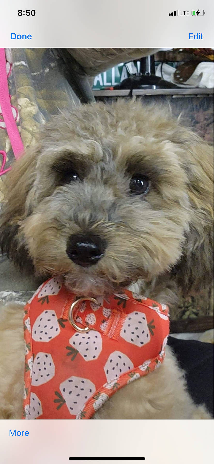 Paisley is registered to the contest to win money with this photo: canidae, carnivore, collar, companion_dog, dog, dog_breed, dog_clothes, dog_collar, dog_supply, fur, pattern, pet_supply, small_terrier, snout, sporting_group, terrier, toy_dog, working_animal