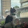 Maïla participe au concours pour gagner de l'argent avec cette photo : cat, kitten, black_and_white, windowsill, window, snow_globe, dog_figurine, decor, indoor, pet, fur, collar, curious, sitting, side_view, building, urban, daylight, glass, radiator