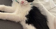 Maïla a rejoint le concours — aidez-le/la à gagner de superbes lots ! kitten, cat, black_and_white, pet, animal, fur, whiskers, cute, small, young, indoor, resting, curious, soft, blanket, bed, paw, nose, ears, collar