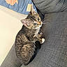 cat, kitten, tabby, gray_couch, cushion, elephant_design, indoor, pet, whiskers, curious, feline, young_animal, soft_fabric, cozy, sitting, cute, small_paws, striped_fur, animal_portrait, domestic_animal
