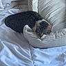 Nala participe au concours pour gagner de l'argent avec cette photo : cat, tabby_cat, bed, pet_bed, white_bedspread, resting, cozy, indoor, feline, sleeping, soft_texture, plush, home, comfort, animal, pet, quiet, relaxed, striped, small_animal