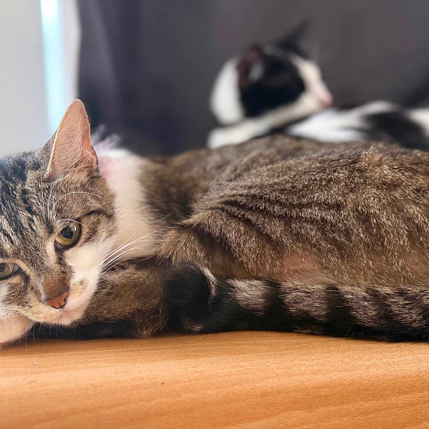 Nala participe au concours pour gagner de l'argent avec cette photo : cat, tabby_cat, black_and_white_cat, feline, pet, animal, resting, relaxed, wooden_surface, close_up, indoor, blurred_background, fur, whiskers, ears, eyes, lying_down, domestic_animal, cute, companion