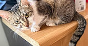 Nala participe au concours pour gagner de l'argent avec cette photo : cat, tabby, yellow_eyes, fur, whiskers, ears, tail, wooden_surface, indoor, curious, pet, animal, close_up, striped_tail, feline, domestic_cat, blurred_background, resting, paw, household
