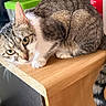 cat, tabby, yellow_eyes, fur, whiskers, ears, tail, wooden_surface, indoor, curious, pet, animal, close_up, striped_tail, feline, domestic_cat, blurred_background, resting, paw, household