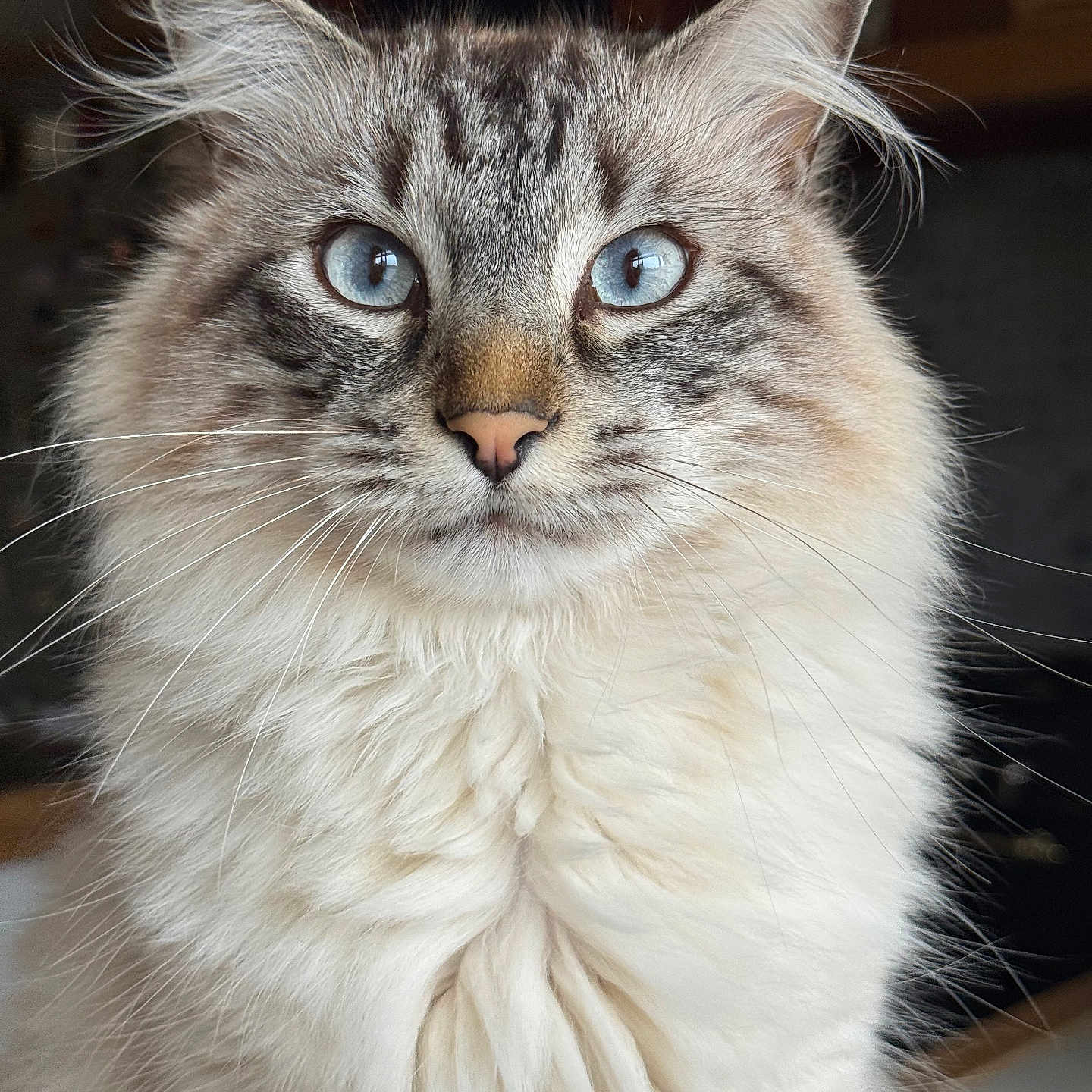 Simba participe au concours pour gagner de l'argent avec cette photo : alert, animal, blue_eyes, cat, close_up, cute, domestic_animal, ears, face, feline, fluffy, focused, indoor, long_hair, mammal, nose, pet, portrait, soft_fur, whiskers