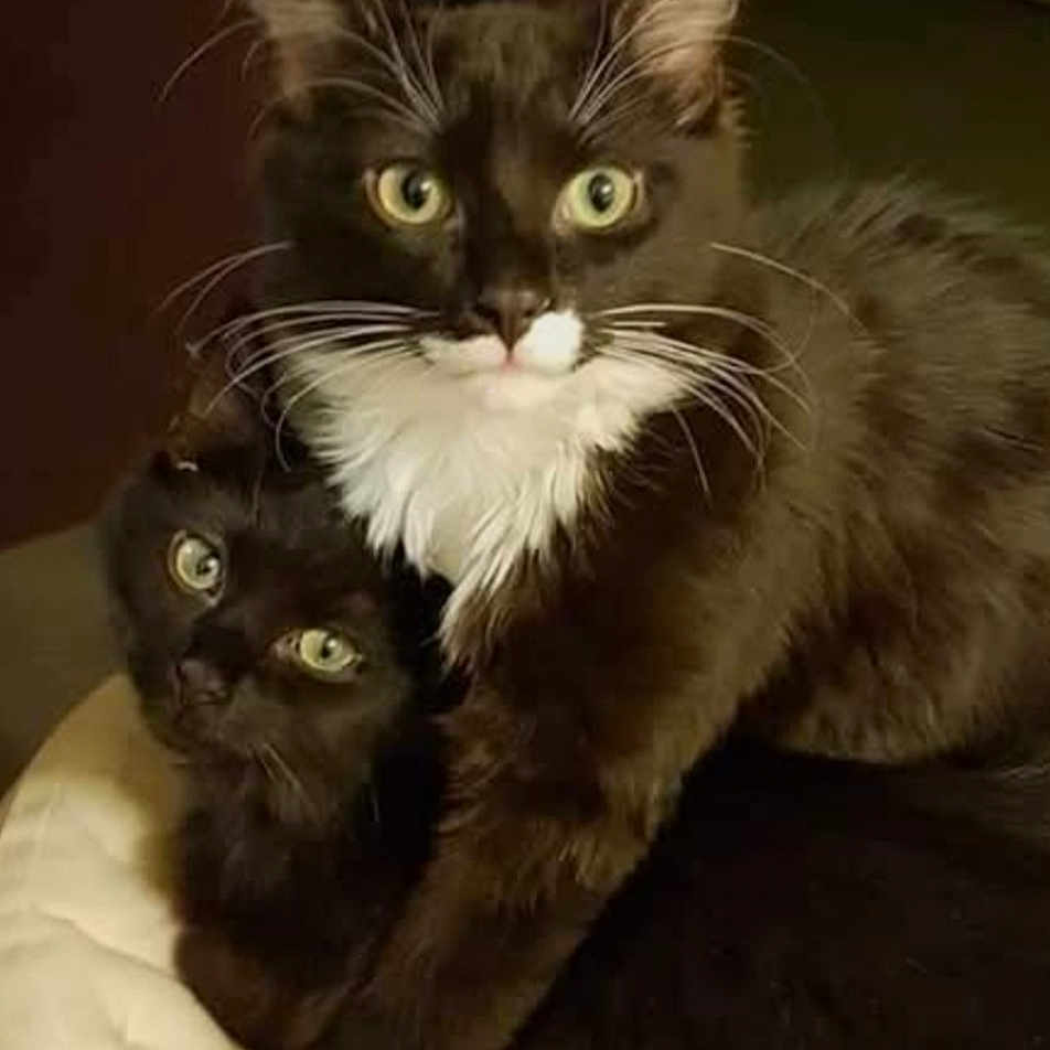 Leo Et Sa Soeur participe au concours pour gagner de l'argent avec cette photo : abyssinian, angora, animal, blackcat, cat, egyptiancat, envelope, furniture, greetingcard, kitten, mail, manx, pet