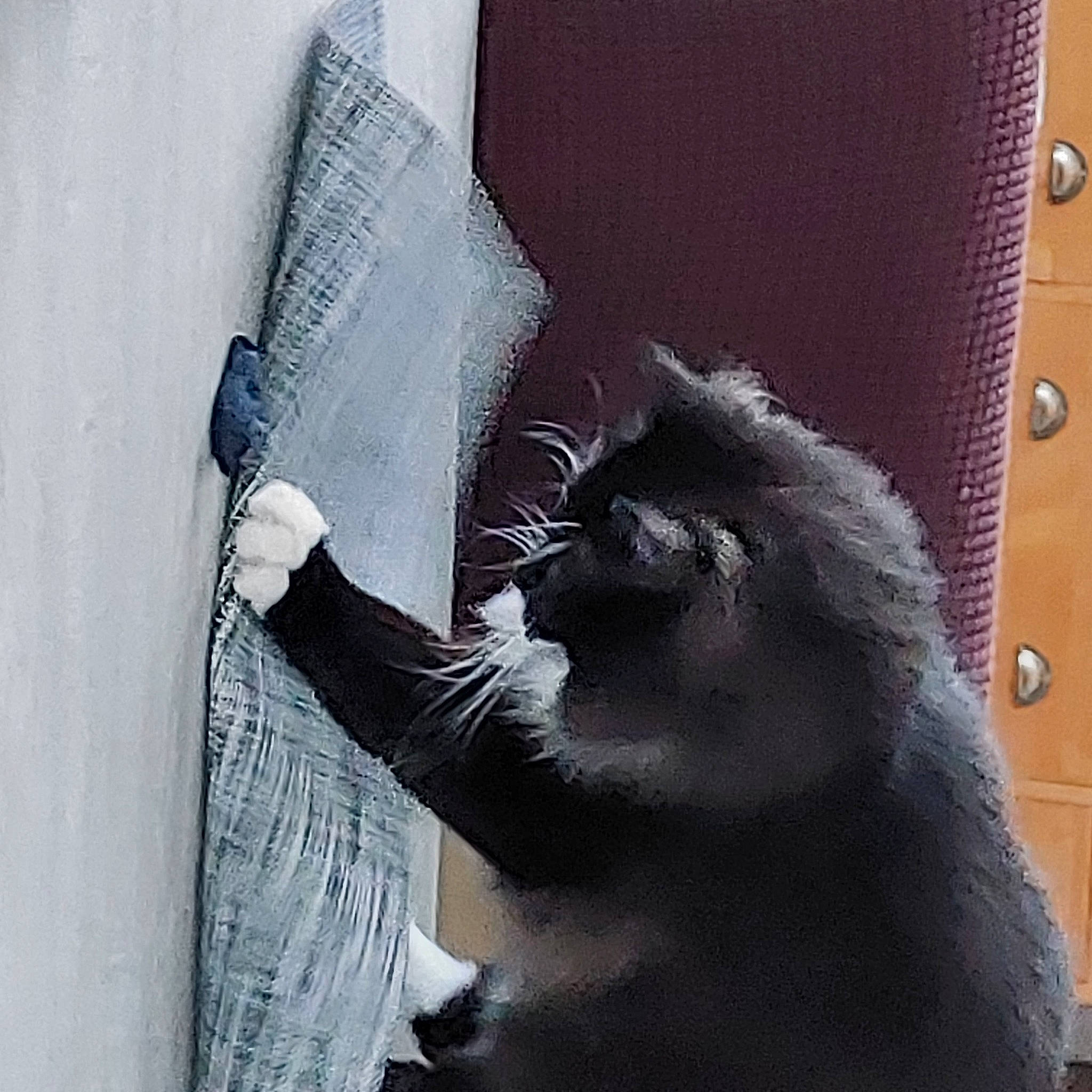 Leo Du Caillou participe au concours pour gagner de l'argent avec cette photo : black_cat, carnivore, cat, comfort, companion_dog, domestic_short_haired_cat, eyewear, felidae, fur, grey, monochrome, monochrome_photography, paw, sitting, small_to_medium_sized_cats, snout, tail, textile, whiskers, window