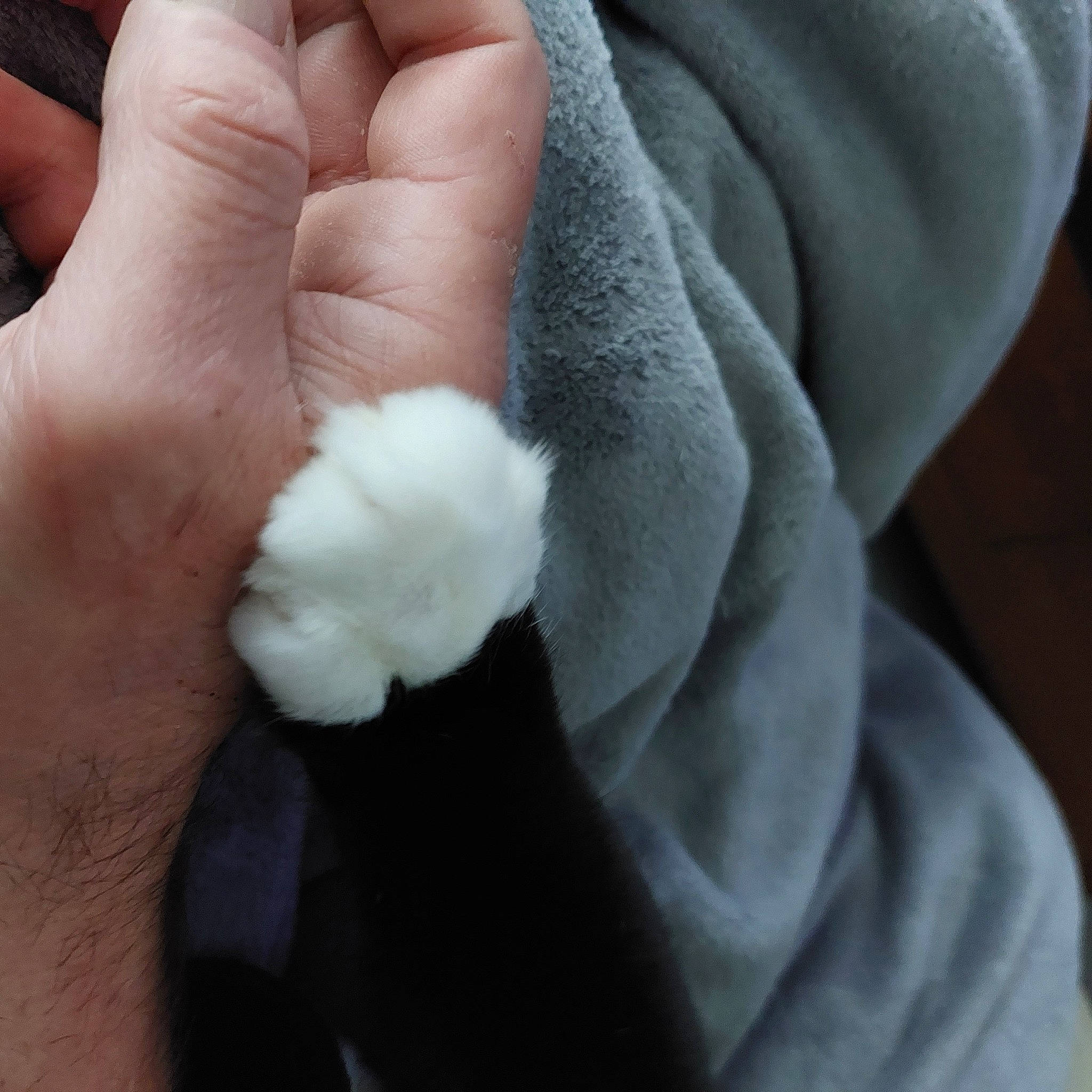 Leo Du Caillou participe au concours pour gagner de l'argent avec cette photo : comfort, cotton, finger, flower, flowering_plant, fur, gesture, nail, petal, plant, thumb, wool, wrinkle, wrist