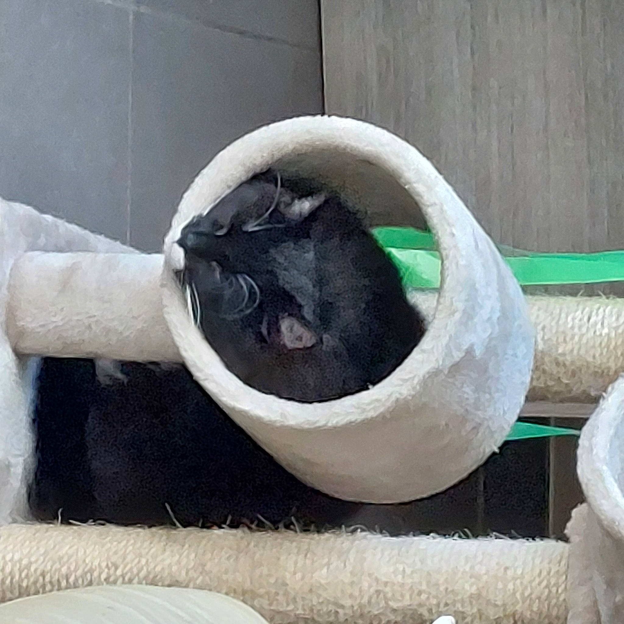 Leo Du Caillou participe au concours pour gagner de l'argent avec cette photo : carnivore, cat, cat_bed, cat_furniture, cat_supply, comfort, door, felidae, fur, pet_supply, small_to_medium_sized_cats, snout, tail, terrestrial_animal, whiskers, window