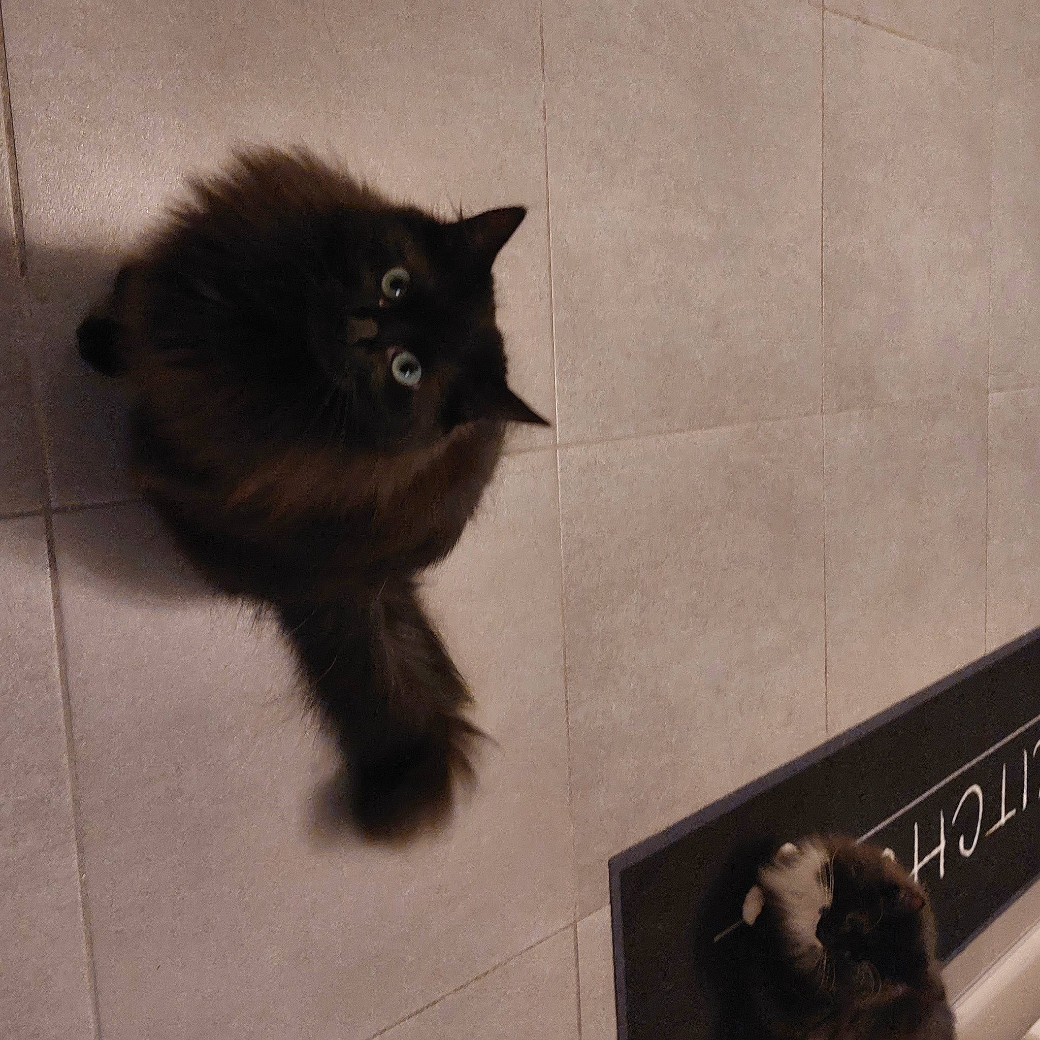 Shadow Du Caillou participe au concours pour gagner de l'argent avec cette photo : art, black_cat, carnivore, cat, claw, domestic_short_haired_cat, felidae, flooring, fur, grey, iris, monochrome, monochrome_photography, paw, shadow, small_to_medium_sized_cats, snout, tail, tile, whiskers