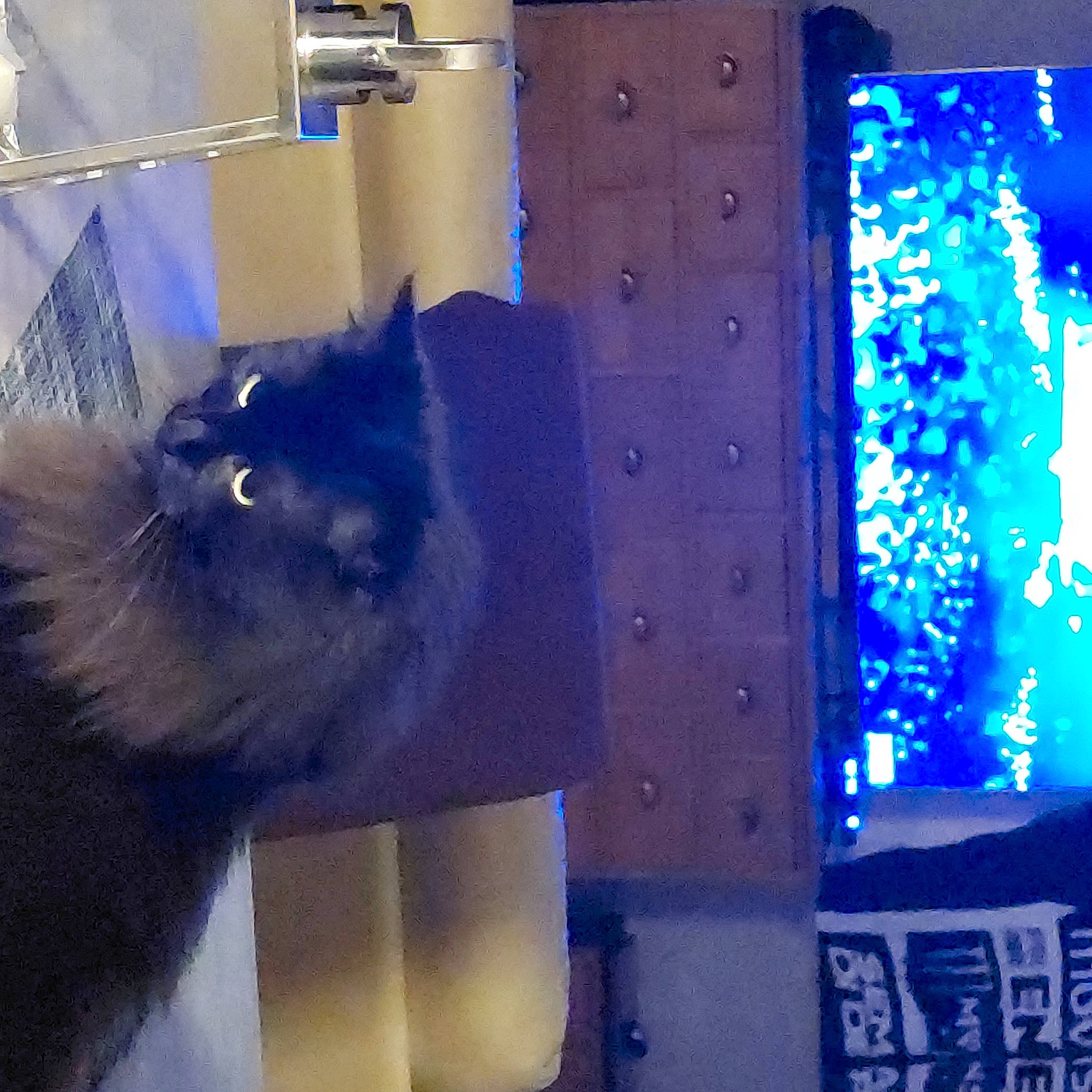 Shadow Du Caillou participe au concours pour gagner de l'argent avec cette photo : blue, box, carnivore, cat, display_device, electric_blue, felidae, flooring, fluid, fur, gas, light, rectangle, room, small_to_medium_sized_cats, snout, space, tail, whiskers, window