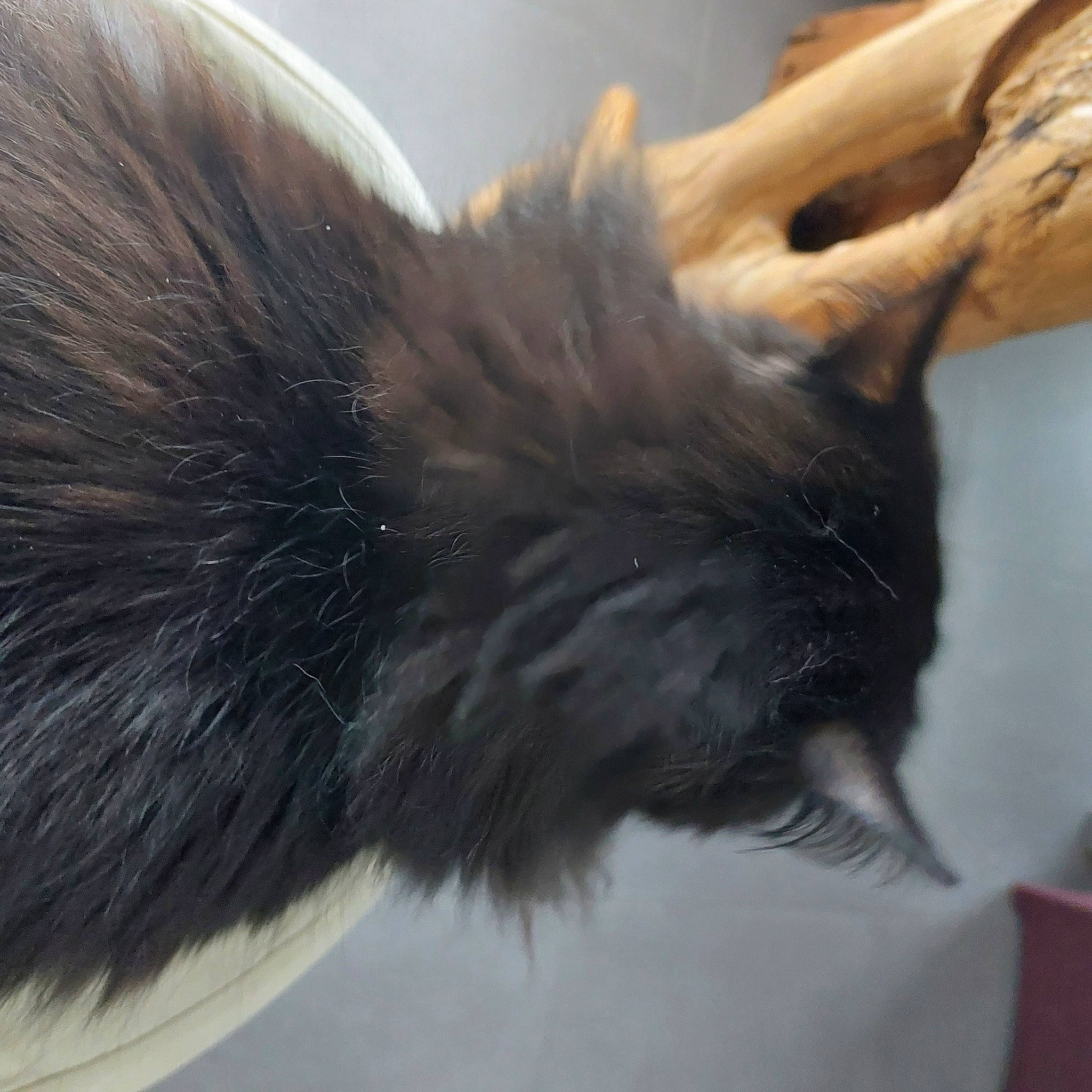 Shadow Du Caillou a rejoint le concours — aidez-le/la à gagner de superbes lots ! canidae, carnivore, cat, claw, companion_dog, dog_breed, ear, felidae, fur, gesture, paw, small_to_medium_sized_cats, snout, sporting_group, tail, whiskers, wing, working_animal