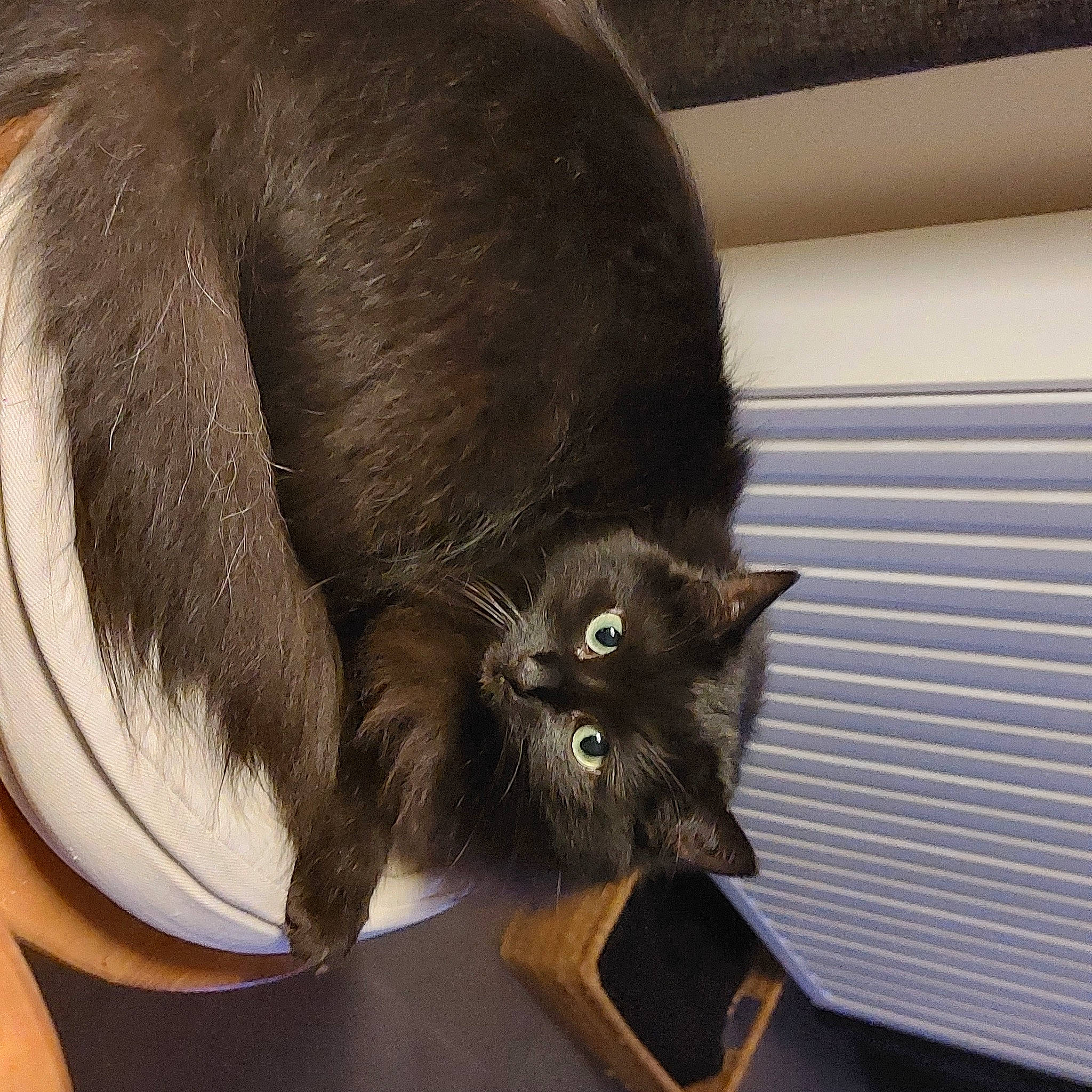 Shadow Du Caillou participe au concours pour gagner de l'argent avec cette photo : black_cat, box, carnivore, cat, cat_supply, claw, comfort, domestic_short_haired_cat, felidae, fur, liver, small_to_medium_sized_cats, snout, tail, whiskers